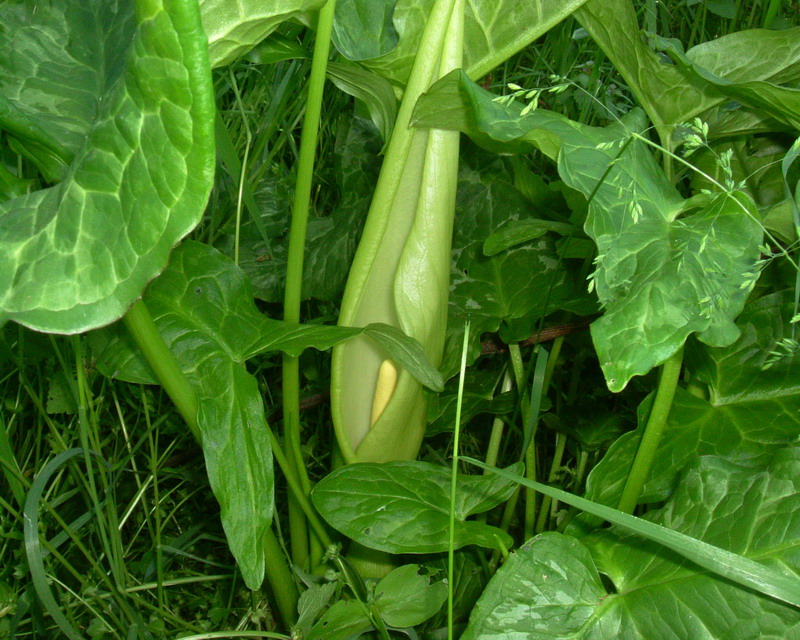 Arum italicum - Gigaro italico